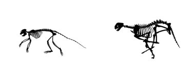 Maymun iskeletini kovalayan çita iskeleti vektör silueti çizimi izole edildi. Primat fosil sembolü. Bilim ve biyoloji müzesi. Vahşi kedi avcısı av peşinde. Afrika safari doğal manzarası