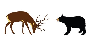 Beyaz arka planda izole edilmiş Amerikan siyah ayı çizimine karşı yağmur geyiği. Yaşam savaşı ve yiyecek geyiği ayıya karşı. Geyik geyiği. Güçlü boynuzlar ormanda yırtıcıya karşı..