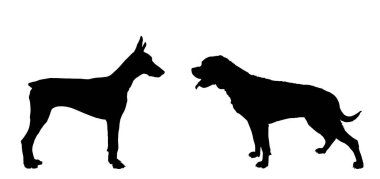 Doberman köpeğine karşı rottweiler vektör silueti çizimi izole edildi. Alman askeri köpekleri uyuşturucu kaçakçılığını tespit etmek için ürerler. Köpek en iyi arkadaşı. Gardiyanların dikkatine. Sadık asistan