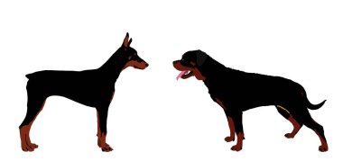 Doberman köpeğine karşı rottweiler vektör çizimi izole edildi. Alman askeri köpekleri uyuşturucu kaçakçılığını tespit etmek için ürerler. Köpek en iyi arkadaşı. Dikkat, dikkat dikkat. Sadık asistan.