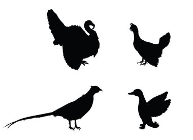 Orman ve çayır yaban hayatı kuşları beyaz arka planda izole edilmiş siluet tasviri. Hindi şekilli erkek, hindi yiyen. Kaz ve ördek. Sülün gölgesi. Kuş izleme. Hayvanat bahçesi parkında Plumage.