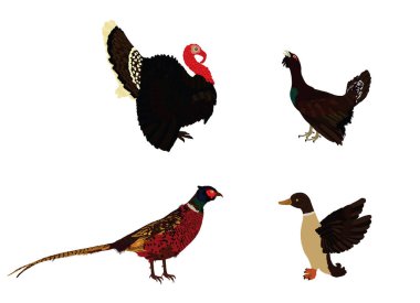Orman ve çayır yaban hayatı kuşları beyaz arka planda izole edilmiş vektör çizimi. Hindi erkeği, kemirgen. Kaz ve ördek. Sülün. Kuş izleme. Hayvanat bahçesi parkında Plumage.
