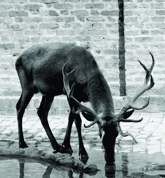 Deer drink water image. Reindeer proud noble deer male in zoo. Powerful buck with huge antlers photography. Red deer grazing. 