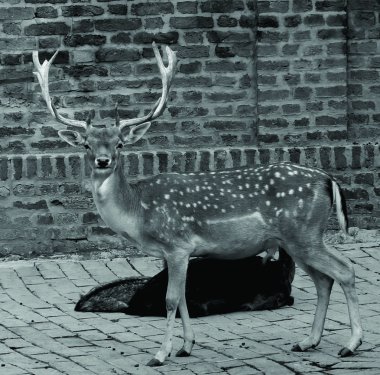 Sika geyik resmi. Ren geyiği hayvanat bahçesinde gururlu asil bir geyik. Kocaman boynuzları olan güçlü bir erkek.. 