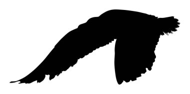 Martı sineği vektör silueti çizimi beyaz arkaplanda izole edildi. Kanatlar açılır. Kuş şeklinde martı. Özgürlüğün sembolü. Balık avcısı uçuyor.