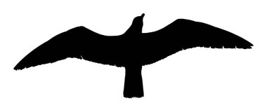 Martı sineği vektör silueti çizimi beyaz arkaplanda izole edildi. Kanatlar açılır. Kuş şeklinde martı. Özgürlüğün sembolü. Balık avcısı uçuyor.