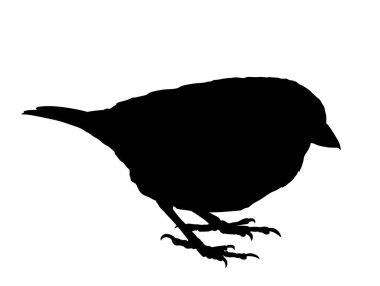 Beyaz arkaplanda izole edilmiş Sparrow vektör silüeti. Küçük şehir kuş portresi sembolü.