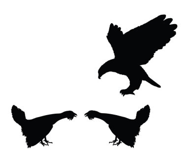 Uçan kartal orman tavuğu erkek rakiplerine saldırıyor. Savaşta dişi vektör silueti ile çiftleşmek için izole edilmiş. Yaban kuşu. Siyah horoz çükü. Yırtıcı kuş dikkatsizlikten yararlanır..