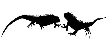 Beyaz arka planda izole edilmiş, aşık İguana çifti vektör çizimi. Kertenkele hayvan. Modern evcil. Hayvan çiftleşen iguana şekil gölgesi.