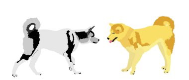 Beyaz arka planda izole edilmiş aşk vektör çizimi yapan Sibiryalı Husky köpeği çifti. Köpek evcil hayvanına dikkat et. Köpek sembolü. Akıllı köpek. Samoyed 'e karşı Akita Inu.
