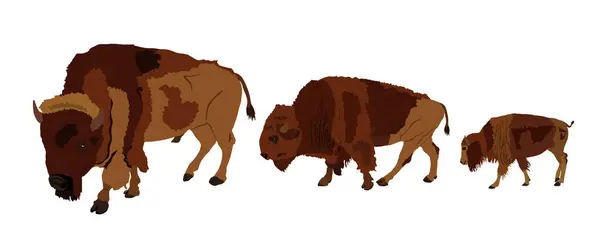 Guidato Bisons Famiglia Vettoriale Illustrazione Isolato Bisonte Vitello Cucciolo Animale Illustrazioni Stock Royalty Free