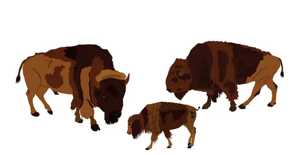 Guidato Bisons Famiglia Vettoriale Illustrazione Isolato Bisonte Vitello Cucciolo Animale Illustrazione Stock