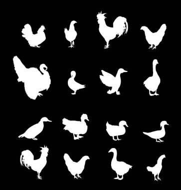 Çiftlik kuşları vektör siluet çizimini izole etti. Kümes hayvanları: Türkiye, kaz, horoz, tavuk, tavuk, ördek, Çin kazı. Çiftlik hayvanları organik gıda. Köy geleneksel çiftçiliği
