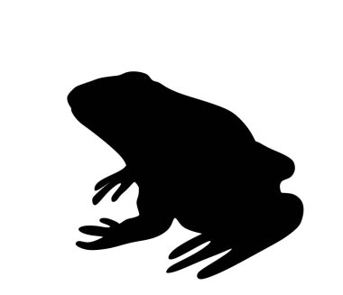 Beyaz arkaplanda izole edilmiş kurbağa vektör silüeti. Hayvan sembolü, amfibilerin zoolojisi. Kurbağa gölgesi şeklinde..