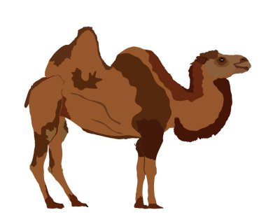 Standing Bactrian camel vector illustration isolated on white. Camel Camelus bactrianus. Desert animal from Africa and Asia. clipart