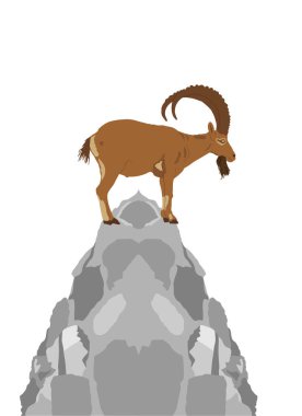 Keçi dağ keçisi vektör çizimi beyaz arkaplanda izole edildi. Dağ hayvanı. Tepenin tepesinde ya da kayalıklarda keçi erkek..