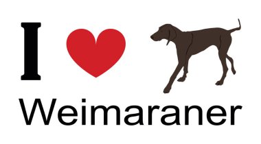Weimaraner 'ın tişört baskısı amblem pankartına bayılıyorum. Köpek Weimaraner 'ın portresi rozet tasviri izole edildi. Köpeğe dikkat et. Mans en iyi arkadaş. Sevimli hayvan. Komik av köpeği maskotu..
