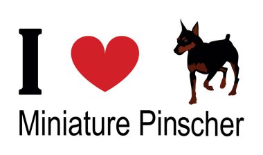 Minyatür Pinscher tişört baskı amblem pankartına bayılırım. Portre köpeği Minyatür Pinscher çıkartma rozet çizimi izole edildi. Köpeğe dikkat et. Mans en iyi arkadaş. Sevimli hayvan komik köpek maskotu..