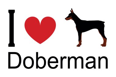 Doberman 'ın tişört baskısı amblem pankartına bayılıyorum. Köpek Doberman çıkartmasının portresi. Rozet çizimi izole edildi. Köpeğe dikkat et. İnsanların en iyi dostu sevimli evcil hayvan. Komik köpek maskotu..