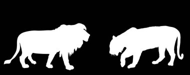 Kaplan, aslan vektör siluetine karşı siyah arka planda izole edilmiş. Asya 'dan gelen büyük tehlikeli kedi Afrika' nın hayvan kralına karşı. Vahşi yaşam yırtıcı hayvan savaşı. Leo sembolü. Güçlü güçlü kedi.