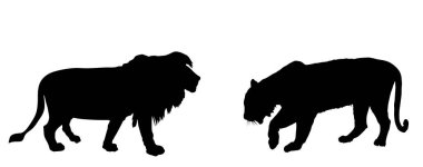 Kaplan, aslan vektör silüetine karşı beyaz arka planda izole edilmiş. Asya 'dan gelen büyük tehlikeli kedi Afrika' nın hayvan kralına karşı. Vahşi yaşam yırtıcı hayvan savaşı. Leo sembolü. Güçlü güçlü kedi.