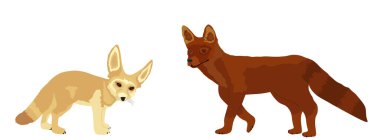 Fennec Fox, Red Fox vektör illüstrasyonuna karşı. Beyaz arka planda izole edilmiş. Akıllı hayvan avcısı. Küçük çöl tilkisi sembolü, Vulpes zerda. 