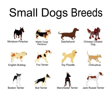 Küçük köpekler toplama vektör illüstrasyonunu izole ettiler. Veteriner kliniği ya da kuaför salonu için köpek posteri. Köpek türlerinin eğitimi.