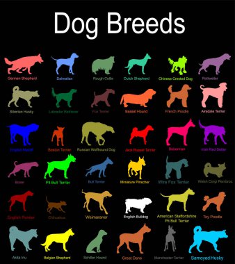 Renkli köpek cinsi koleksiyon vektör silüeti çizimi izole edildi: pitbull terrier, tel tilki terrier, welsh corgi Pembroke, hırka, Manchester terrier, Boxer, Weimaraner. Köpek şekli gölgesi.