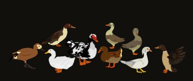 Ördek sürüsü illüstrasyonunu izole et. Mandarin ördeği, Muscovy misk, yerli çiftlik tavuğu ailesi. Pekin Pekin ördeği, yaban ördeği. Restoran menü kuşları.