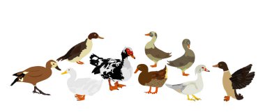 Ördek sürüsü illüstrasyonunu izole et. Mandarin ördeği, Muscovy misk, yerli çiftlik tavuğu ailesi. Pekin Pekin ördeği, yaban ördeği. Restoran menü kuşları.