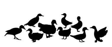 Ördek sürüsü vektör siluetinin koleksiyonunu izole et. Mandarin ördeği, Muscovy misk, yerli çiftlik tavuğu ailesi. Pekin Pekin ördeği şekli, yaban ördeği. Restoran menü kuşları.