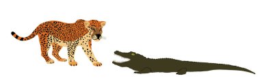 Tuzak jaguar saldırısı timsah vektör çizimi izole edildi. Hayatta kalan sulama yeri vahşi kedi hayvanlarına karşı güçlü sürüngenlerle savaşıyor. Suyun altında avcı etobur kayman av kedisi panteri pusuda bekliyor..