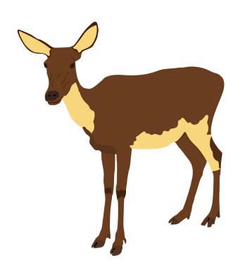 Geyik kadın vektör çizimi beyaz arka planda izole edildi. Ren geyiği yavrusu. Ormanda ya da hayvanat bahçesinde Gururlu Soylu Geyik. Roe geyiği tetikte bekliyor. Kimliği belirsiz. Fawn geyiği vektörü izole edildi.