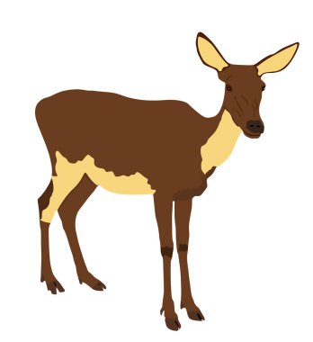 Geyik kadın vektör çizimi beyaz arka planda izole edildi. Ren geyiği yavrusu. Ormanda ya da hayvanat bahçesinde Gururlu Soylu Geyik. Roe geyiği tetikte bekliyor. Kimliği belirsiz. Fawn geyiği vektörü izole edildi.