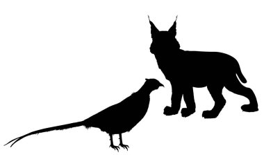 Kurnaz vaşak avcısı, izole edilmiş sülün vektör siluetini gizler. Akıllı hayvan avcısı. Arkasında sülün çükü avlayan aç vaşak. Orman yaban hayatı besin zinciri kanatlı kümes hayvanları tehlikede. Vahşi kedi..