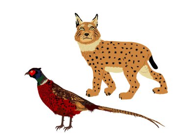 Kurnaz vaşak avcısı, izole edilmiş bir sülün vektör çizimini gizler. Akıllı hayvan avcısı. Arkasında sülün çükü avlayan aç vaşak. Orman yaban hayatı besin zinciri kanatlı kümes hayvanları tehlikede. Vahşi kedi..