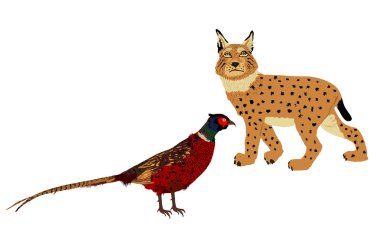 Kurnaz vaşak avcısı, izole edilmiş bir sülün vektör çizimini gizler. Akıllı hayvan avcısı. Arkasında sülün çükü avlayan aç vaşak. Orman yaban hayatı besin zinciri kanatlı kümes hayvanları tehlikede. Vahşi kedi..