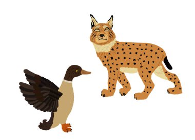 Kurnaz vaşak avcısı ördek vektör çizimini izole etti. Akıllı hayvan avcısı. Arkasında aç vaşak Drake 'i avlıyor. Orman yaban hayatı besin zinciri kanatlı kümes hayvanları tehlikede. Vahşi kedi avlanıyor..