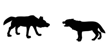 Beyaz arka planda izole edilmiş vektör silüetine karşı Alpha Wolf dövüşü. Dişilerle ya da yiyeceklerle çiftleşmek için canavar savaşı. Şekli erkek kurt köpek dövüşü, çoban gölgesi koyunları koruyor..