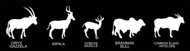 Grup Afrikalı hayvanlar vektör silueti örneklerini izole ettiler. Hayvanlar poster asıyor. Oryx ceylanı, impala sembolü, Dorcas gölgesi, Brahman boğası, Eland şekli. Savanada otçul sulama yeri