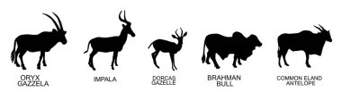Grup Afrikalı hayvanlar vektör silueti örneklerini izole ettiler. Hayvanlar poster asıyor. Oryx ceylanı, impala sembolü, Dorcas gölgesi, Brahman boğası, Eland şekli. Savanada otçul sulama yeri