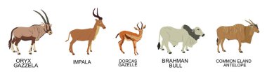 Bir grup Afrikalı toynak taşıyıcı illüstrasyonunu izole etti. Hayvanlar. Oryx ceylanı, impala sembolü, Dorcas ceylanı, Brahman boğası, Common Eland. Savanadaki otçul sulama yeri.