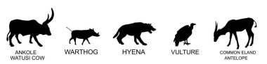 Grup Afrikalı hayvanlar vektör silueti örneklerini izole ettiler. Hayvanlar poster asıyor. Ankole Watusi ineği, yaban domuzu sembolü, sırtlan şekli, akbaba gölgesi, antilop. Savanada sulama yeri.