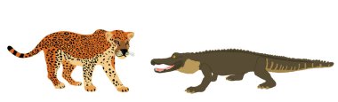 Tuzak jaguar saldırısı timsah vektör çizimi izole edildi. Hayatta kalan sulama yeri vahşi kedi hayvanlarına karşı güçlü sürüngenlerle savaşıyor. Suyun altında avcı etobur kayman av kedisi panteri pusuda bekliyor..