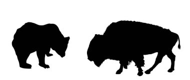 Boz kahverengi ayı, bizon vektör siluetine saldırdı. Vahşi yaşam erkek dövüşü. Güçlü hayvan, Hint kültürü. Ayı bizon boğası avlıyor. Yemek ve yaşam için savaş. Vahşi yaşam etoburlara karşı otçullar.