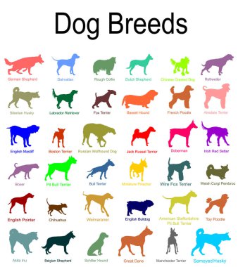 Renkli köpek cinsi koleksiyon vektör silüeti çizimi izole edildi: pitbull terrier, tel tilki terrier, welsh corgi Pembroke, hırka, Manchester terrier, Boxer, Weimaraner. Köpek şekli gölgesi.