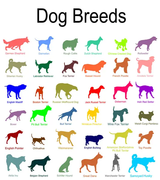 Renkli köpek cinsi koleksiyon vektör silüeti çizimi izole edildi: pitbull terrier, tel tilki terrier, welsh corgi Pembroke, hırka, Manchester terrier, Boxer, Weimaraner. Köpek şekli gölgesi.