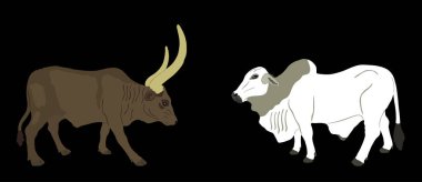 Ankole Watusi ineğine karşı Brahman boğa vektör çizimi izole edildi. Patron Taurus. Uzun boynuzlu inek. Afrika boğası. Zebu öküzü. Güçlü ve güçlü bir hayvan. Çiftlik hayvanları. Otçul sığırlar. Organik yiyecekler.