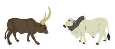Ankole Watusi ineğine karşı Brahman boğa vektör çizimi izole edildi. Patron Taurus. Uzun boynuzlu inek. Afrika boğası. Zebu öküzü. Güçlü ve güçlü bir hayvan. Çiftlik hayvanları. Otçul sığırlar. Organik yiyecekler.