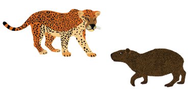 Pusu jaguar saldırısı capybara vektör çizimi izole edildi. Hayatta kalanların sulandığı yer en büyük kemirgen hayvanlara karşı güçlü vahşi kedilerle savaşıyor. Yırtıcı etobur kedi panteri pusuda bekliyor..